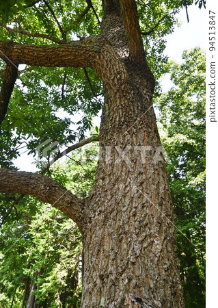 橡樹 橡樹 94513847