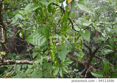 Female flowers and capsules of Onidokoro (Kinoro) 94513896