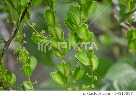 Female flowers and capsules of Onidokoro (Kinoro) 94513897