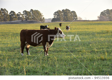 Livestock, Argentine meat production , in Buenos Aires countryside, Argentina Livestock, Argentine meat production , in Buenos Aires countryside, Argentina 94513936