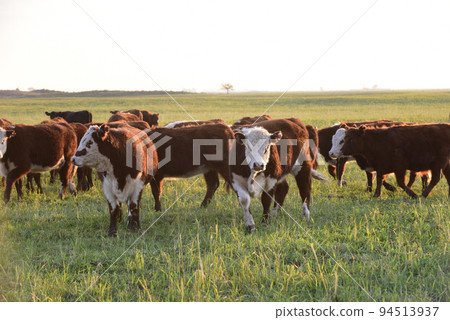Livestock, Argentine meat production , in Buenos Aires countryside, Argentina Livestock, Argentine meat production , in Buenos Aires countryside, Argentina 94513937