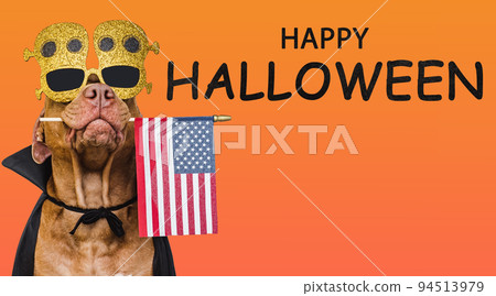 Charming, lovable brown dog holding American flag 94513979