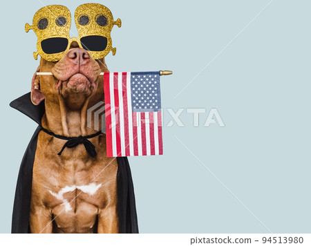 Charming, lovable brown dog holding American flag 94513980