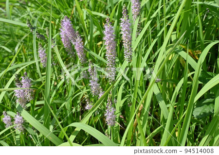 Turbo花 Turbo花 94514008