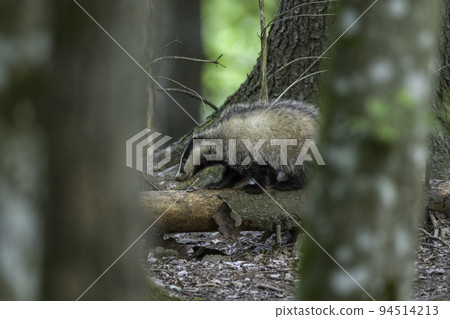 Badger(Meles meles) next to stump in spring Badger(Meles meles) next to stump in spring 94514213