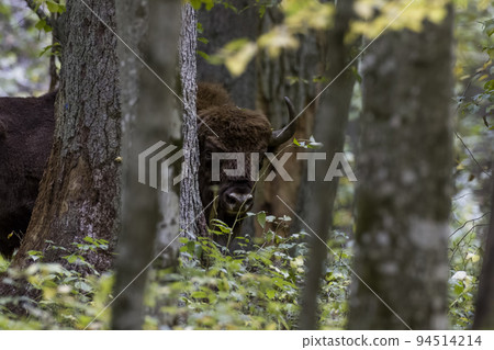 Free ranging european bison male in autumn among trees Free ranging european bison male in autumn among trees 94514214