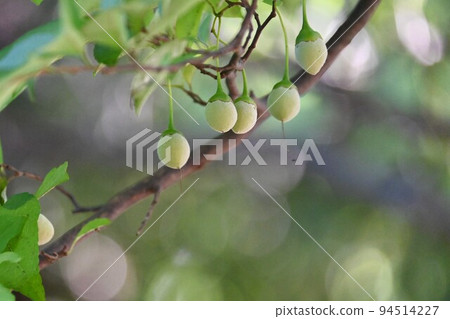 fruit of the ego tree 94514227