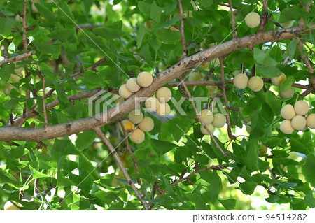 Ginkgo tree female tree Ginkgo nut 94514282