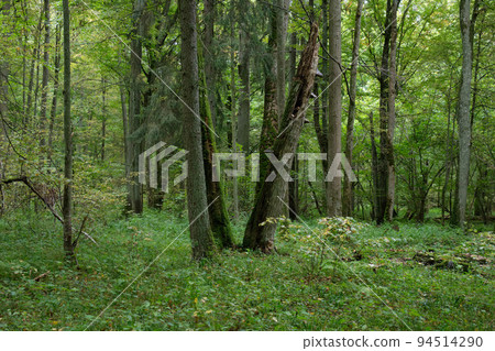 Autumnal deciduous tree stand with hornbeam Autumnal deciduous tree stand with hornbeam 94514290