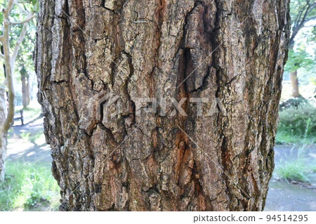 Quercus tree 94514295