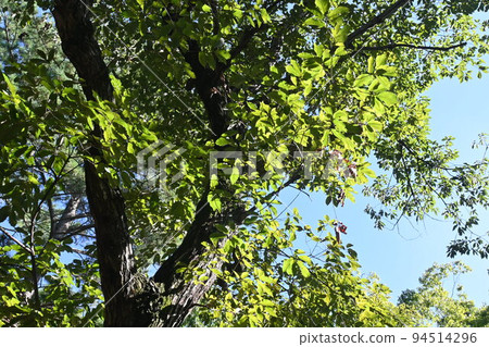 Quercus tree Quercus tree 94514296