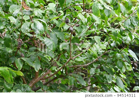 Wintersweet Seeds 94514311