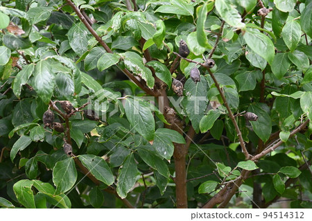 Wintersweet Seeds 94514312