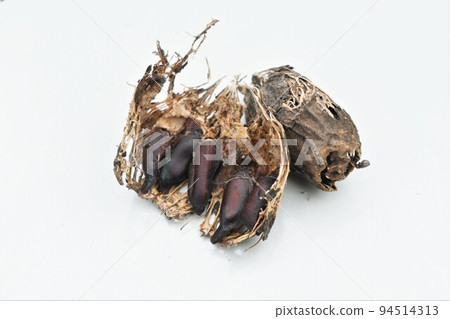 Wintersweet Seeds 94514313