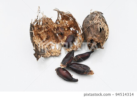 Wintersweet Seeds 94514314