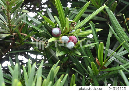 Inumaki麵條 Inumaki麵條 94514325