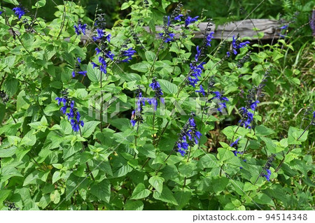 Salvia garanitica(草甸鼠尾草) Salvia garanitica(草甸鼠尾草) 94514348