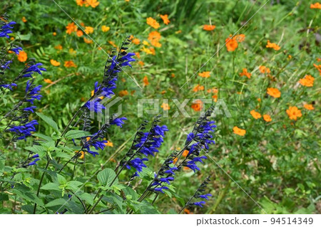 Salvia garanitica(草甸鼠尾草) Salvia garanitica(草甸鼠尾草) 94514349