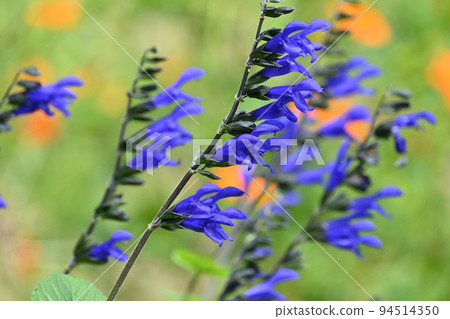 Salvia garanitica (meadow sage) 94514350