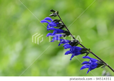 Salvia garanitica（草甸鼠尾草） 94514351