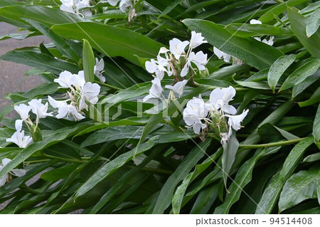 Ginger Lily 94514408