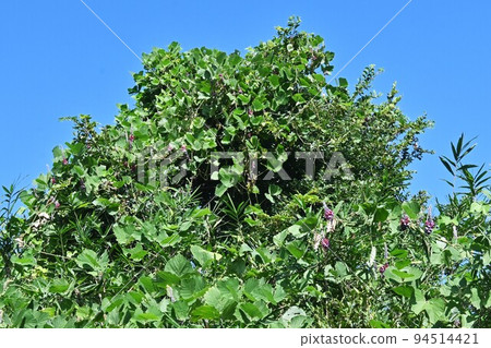 Autumn seven herbs and kudzu flowers Autumn seven herbs and kudzu flowers 94514421