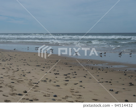View of empty beach with pebble stones, ocean waves and flock of seagulls on wet golden sand at wild Rota Vicentina coast near Porto Covo, Portugal. 94514432