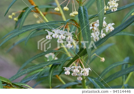 扶森棉花 扶森棉花 94514446