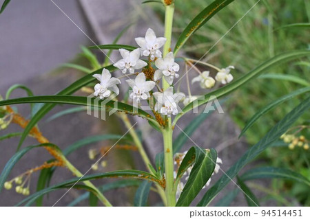 Flower of Fusen cotton 94514451