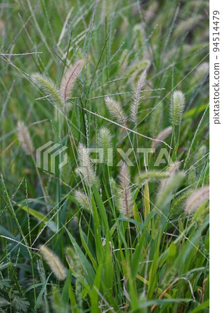 Enokorogurasa (Caterpillar) 94514479