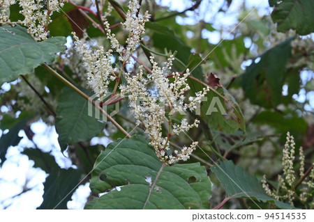 Japanese knotweed flower Japanese knotweed flower 94514535