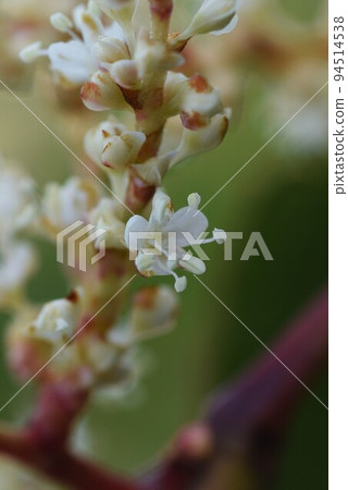 日本虎杖花 94514538
