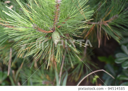 松笠(Pine Pokkuri) 松笠(Pine Pokkuri) 94514585