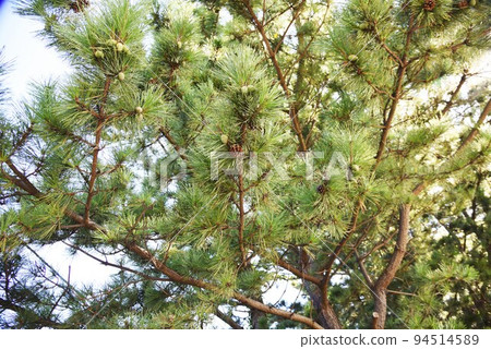 Matsukasa (Pine Pokkuri) 94514589