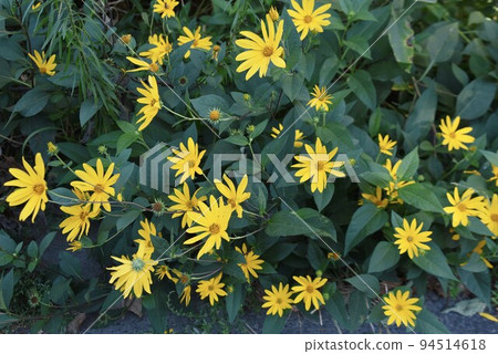 耶路撒冷朝鮮薊花 耶路撒冷朝鮮薊花 94514618