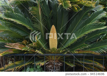 After flowering male flowers of cycad 94514696