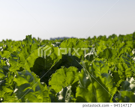 The green foliage of sweet sugar beet 94514717