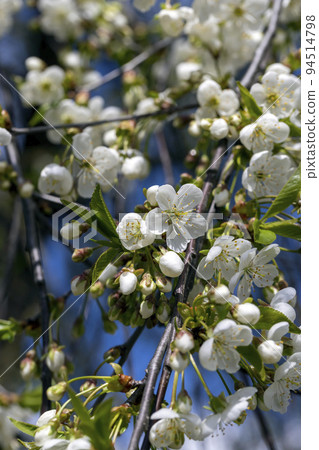 apple fruit trees blooming in the spring season 94514798