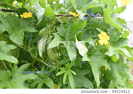 Loofah cultivation 94514812