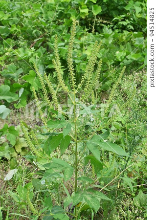 Ragweed flower/autumn hay fever Ragweed flower/autumn hay fever 94514825