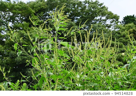 豚草花/秋季花粉症 豚草花/秋季花粉症 94514828