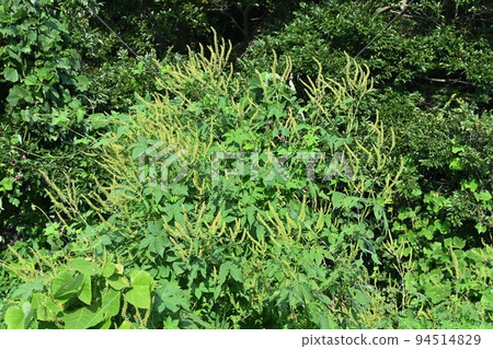 Ragweed flower/autumn hay fever 94514829
