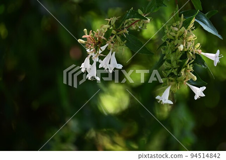 Abelia white flower Abelia white flower 94514842