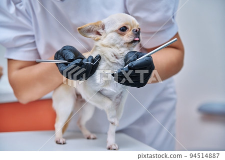 Small chihuahua dog being examined by a dentist doctor in a veterinary clinic. Pets, medicine, care, animals concept Small chihuahua dog being examined by a dentist doctor in a veterinary clinic. Pets, medicine, care, animals concept 94514887