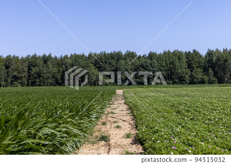 Green corn bushes in the field Green corn bushes in the field 94515032