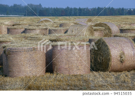 Straw stacks lying in the field after harvesting cereals Straw stacks lying in the field after harvesting cereals 94515035