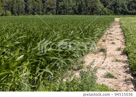 Green corn bushes in the field Green corn bushes in the field 94515036