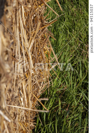 Straw stacks lying in the field after harvesting cereals Straw stacks lying in the field after harvesting cereals 94515037
