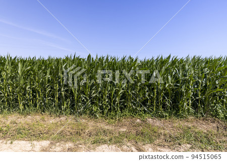 Green corn bushes in the field Green corn bushes in the field 94515065