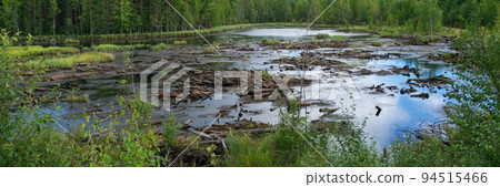 Dry trees in swamps against blue sky with clouds 94515466